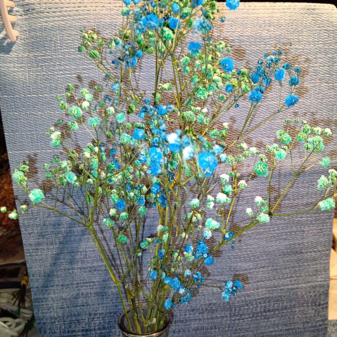 青と緑のかすみ草 ドライフラワー　 5本⇒9g　〈No.30〉 青と緑のかすみ草 ドライフラワー 5本⇒9g 〈No.30〉 ドライフラワー］