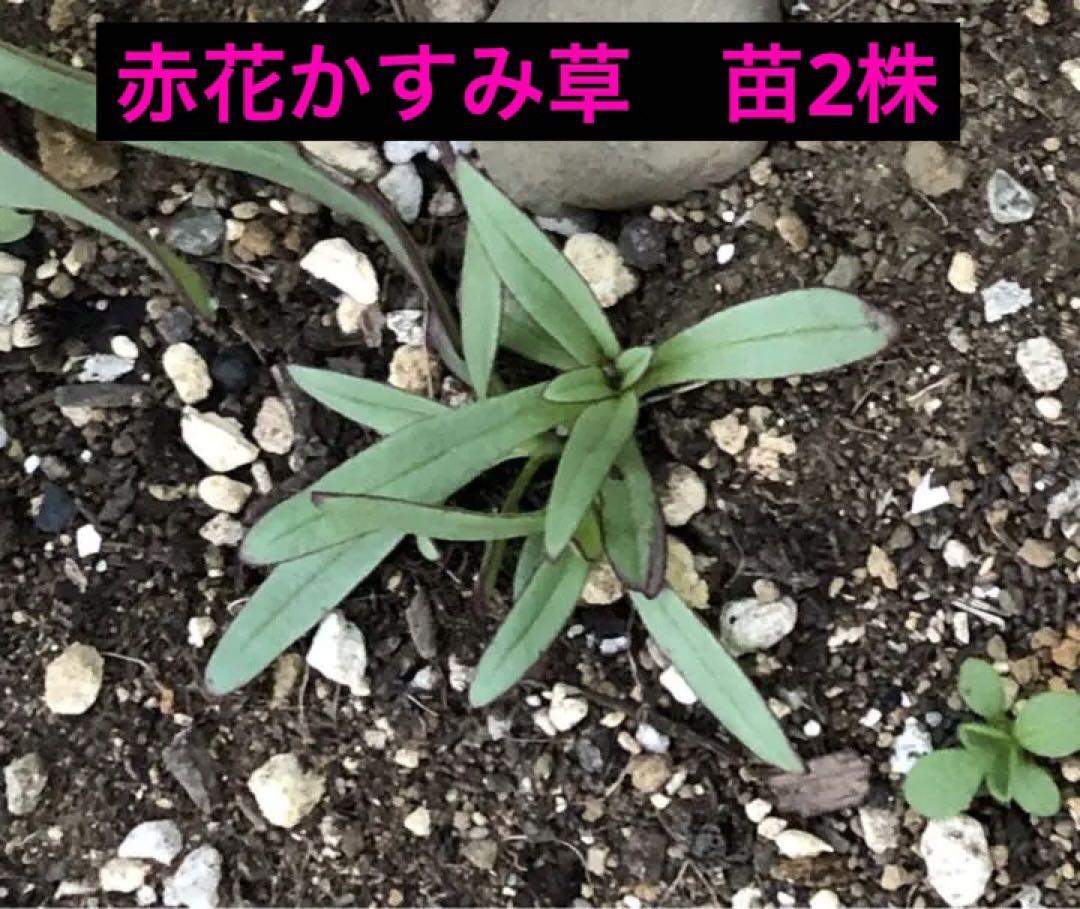 赤花かすみ草 苗2株 メルカリ