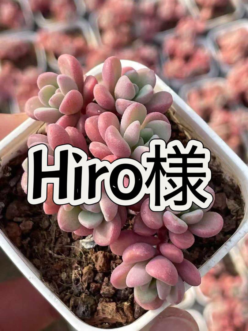 テレタビーズ 新種 多肉植物 小群苗(4CMぐらい) テレタビーズ 新種 多肉植物 小群苗(4CMぐらい)