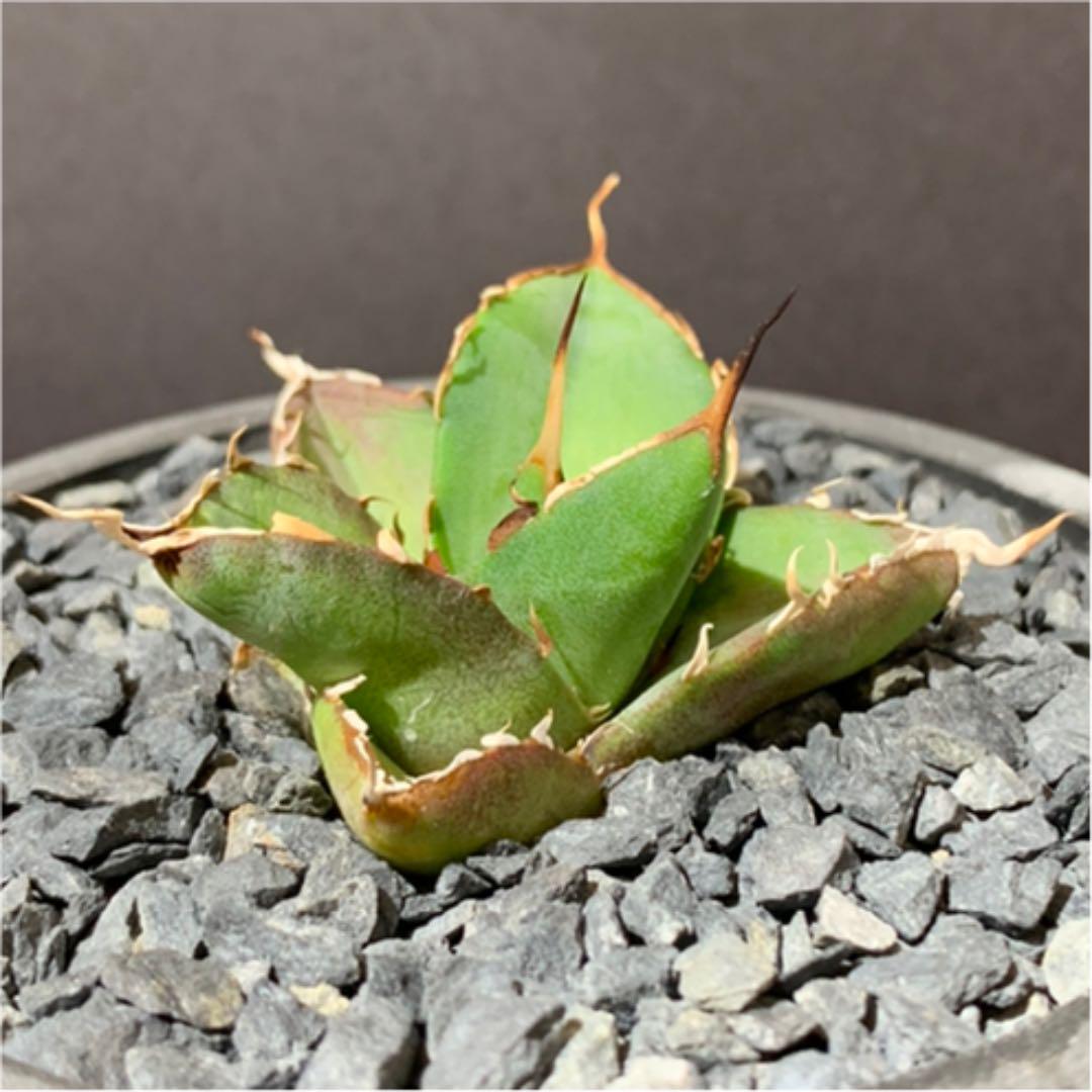 ですので アガベ 恐竜牙歯 agave titanota oT7S9-m30438656404 チタノタ HADES ハデス インテリア