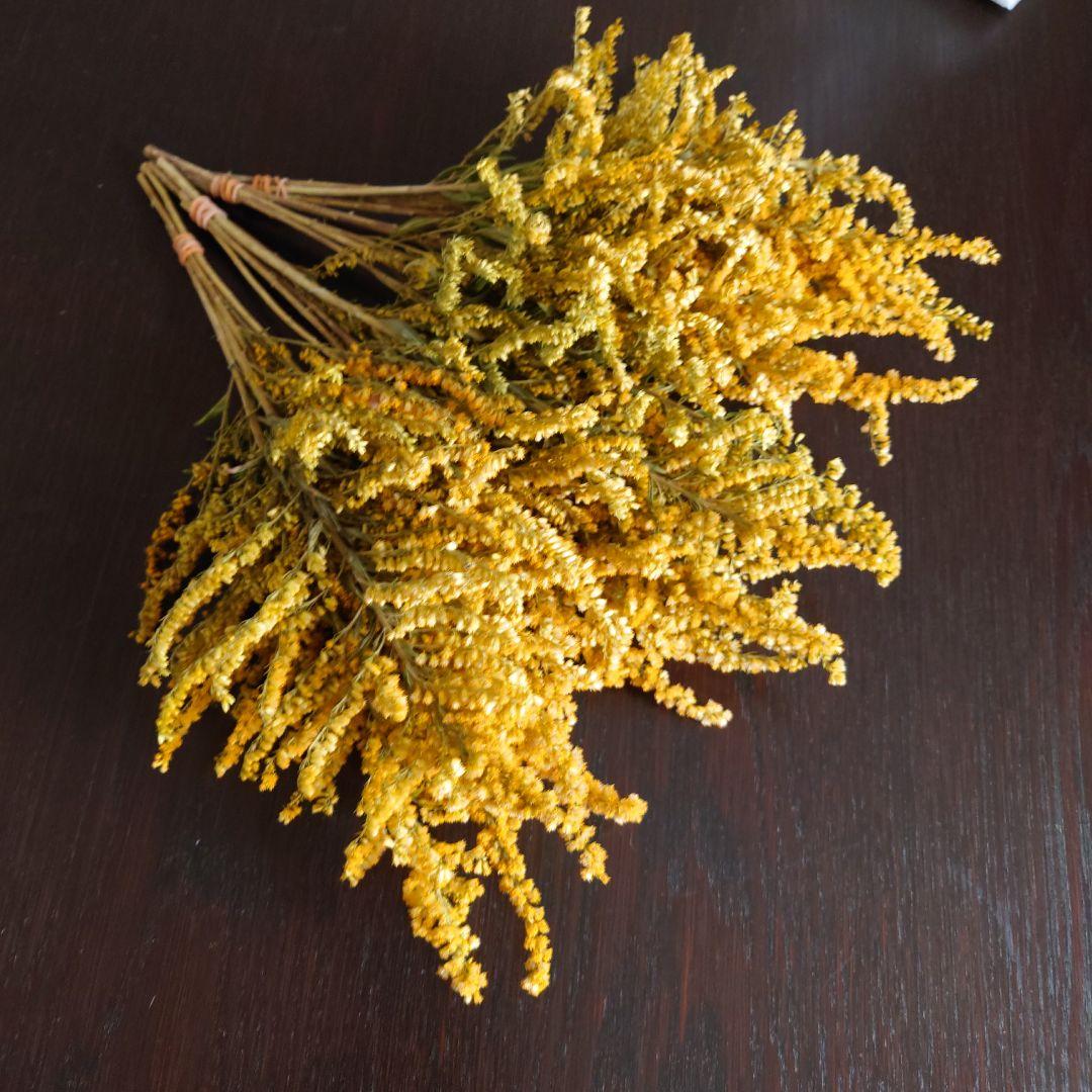 行き先決まりました セイタカアワダチソウ20本 完全ドライ目立った傷や汚れなし YUZUMIYA_COM