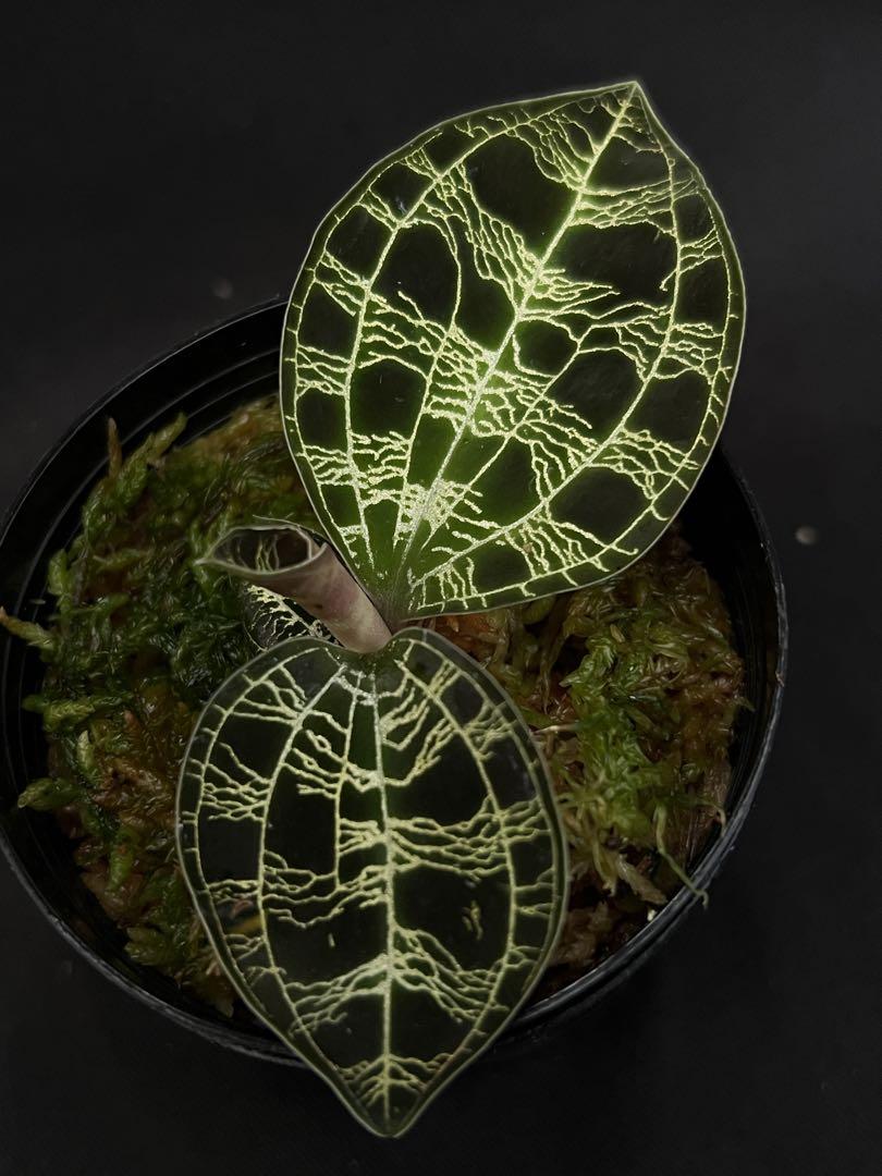Macodes petola platinum マコデス ペトラ プラチナム