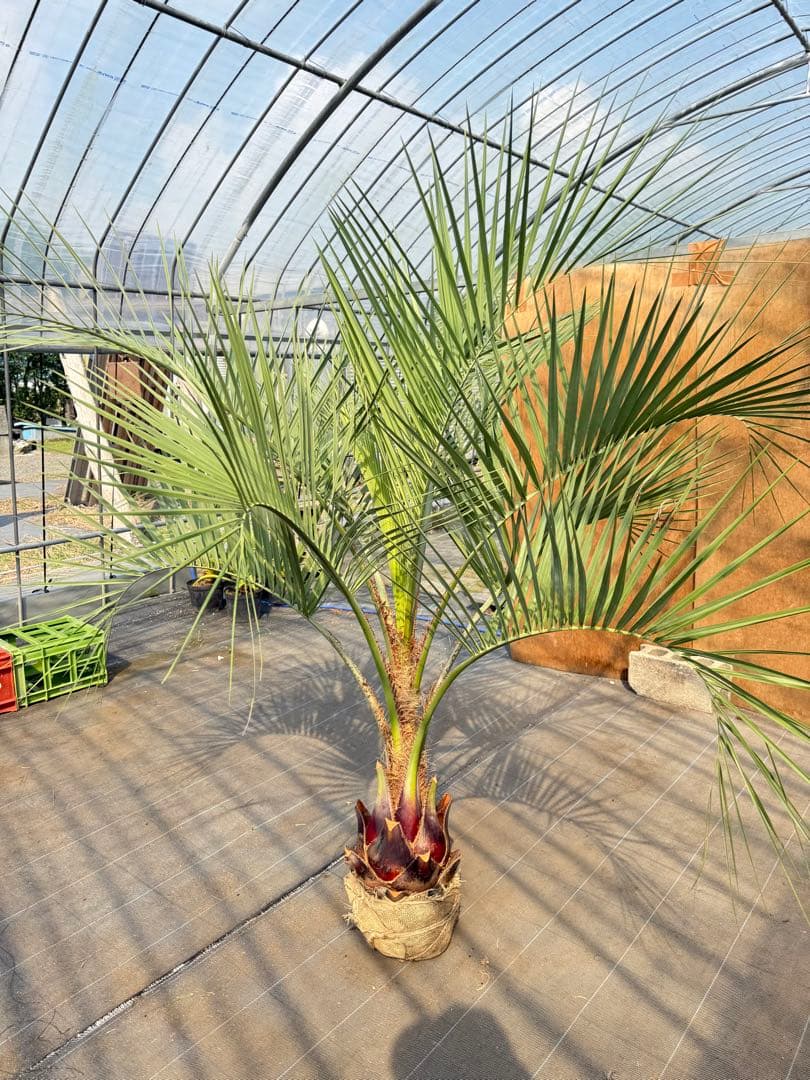 葉先180cm幹回り80cm 幹高40cm