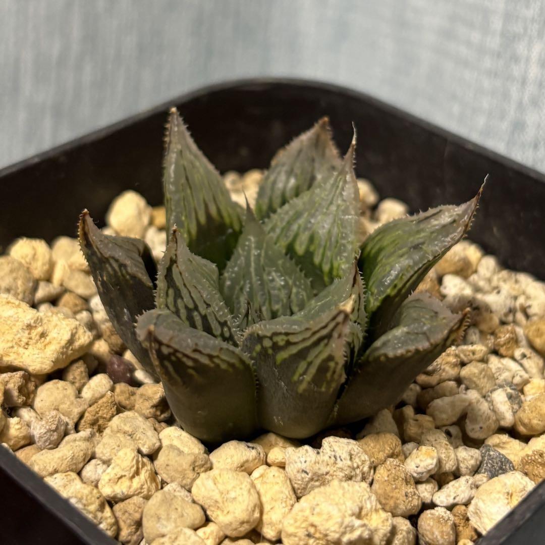 ハオルチア 白銀の露 カット苗(発根開始) （多肉植物 - 花伝