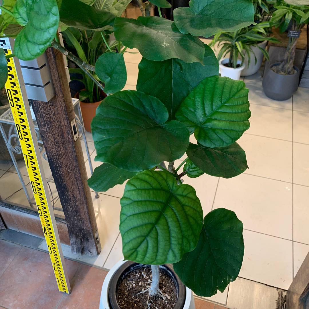 フィカス ウンベラータ 曲がり ファイバー鉢 お皿付き フィカス ウンベラータ 曲がり ファイバー鉢 お皿付き フィカス