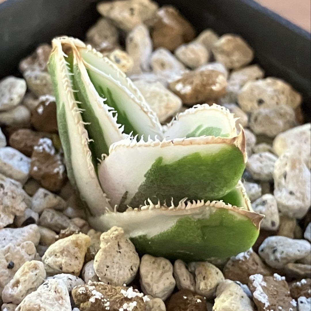錦フェア【鉢ごと発送】③希少 アガベ チタノタ 豆豆龍錦 TC 発