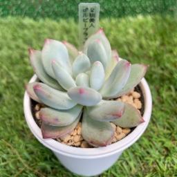 多肉植物　桃美人×ルビーブラッシュ　抜き苗