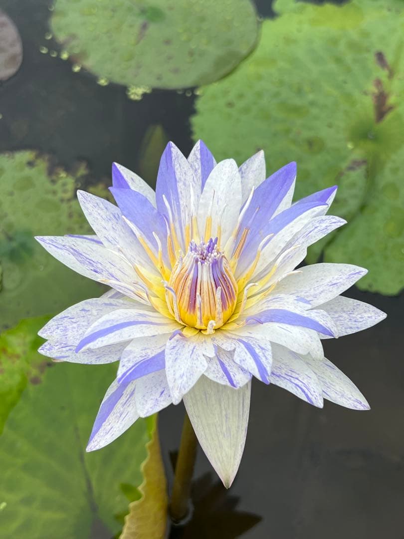 ♫熱帯スイレン　　スワンナ♫