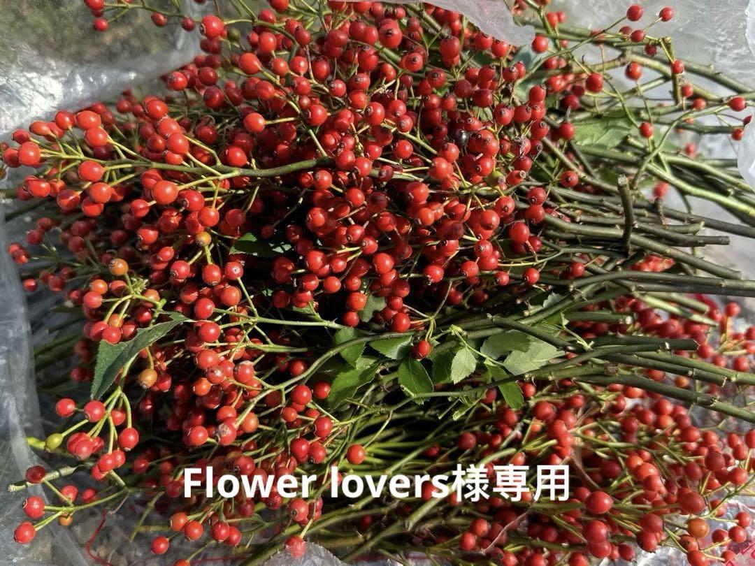 野ばらの実 ノイバラの実 野ばらの実　ドライフラワー花材