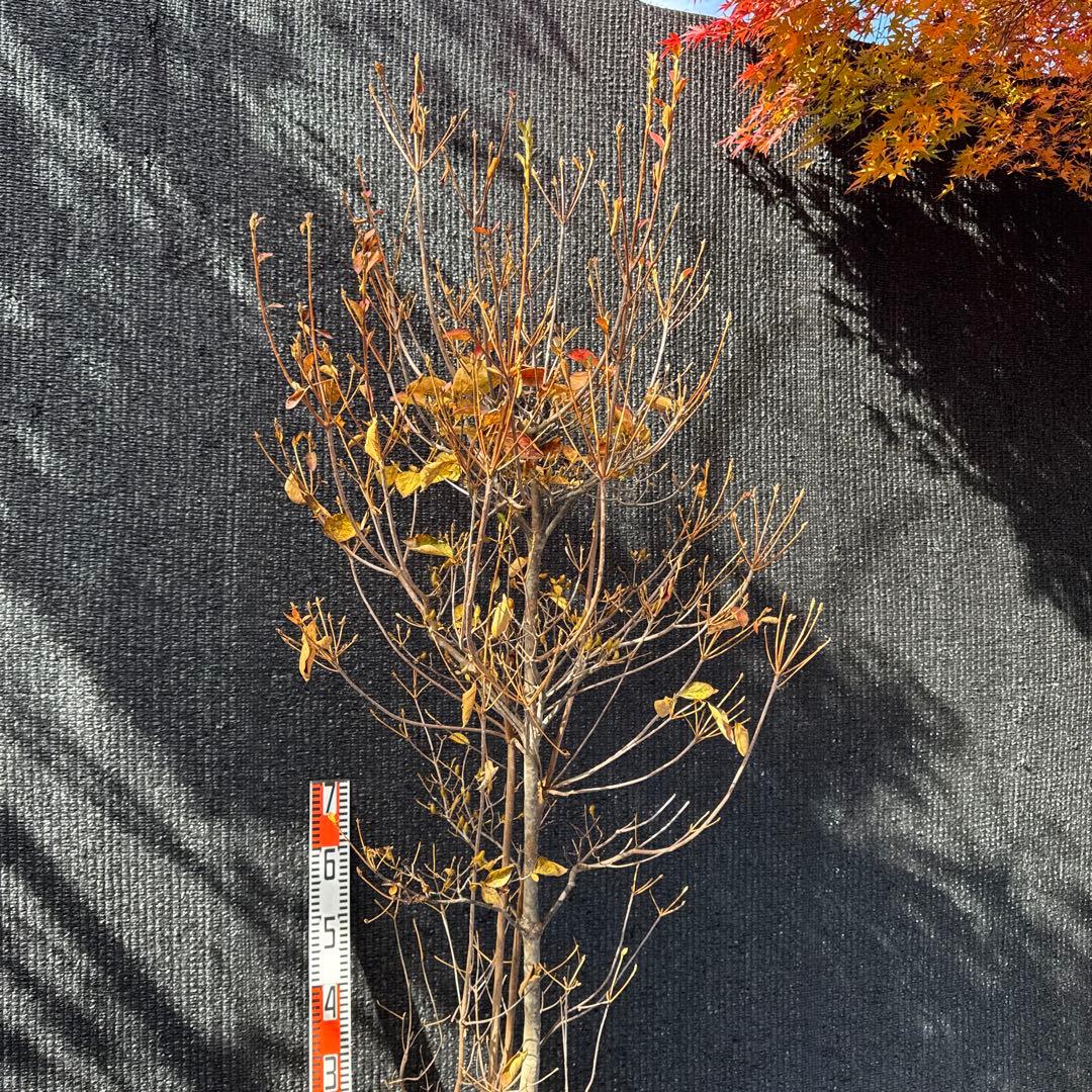 コバノミツバツツジ