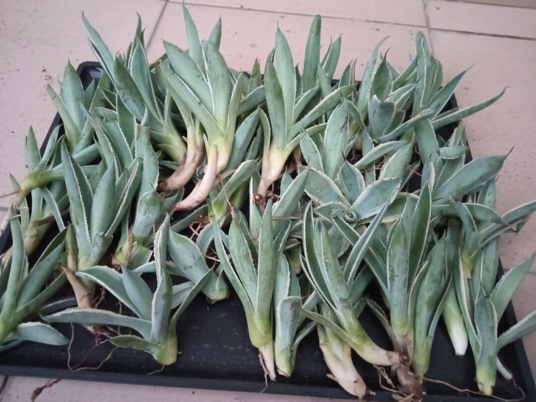 限定品 多肉植物 吉祥冠 50株 特別価格 高い品質 Villa Saintantoine Com