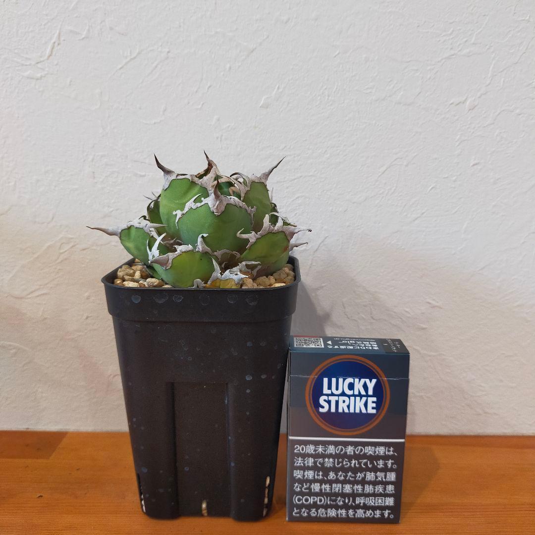 チタノタ シーザー アガベ パキポディウム ユーフォルビア オテロイ パキプスやや傷や汚れあり YUZUMIYA_COM