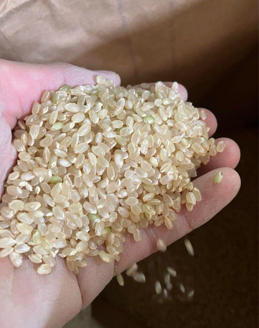 こしひかり 20kg 6年産 米