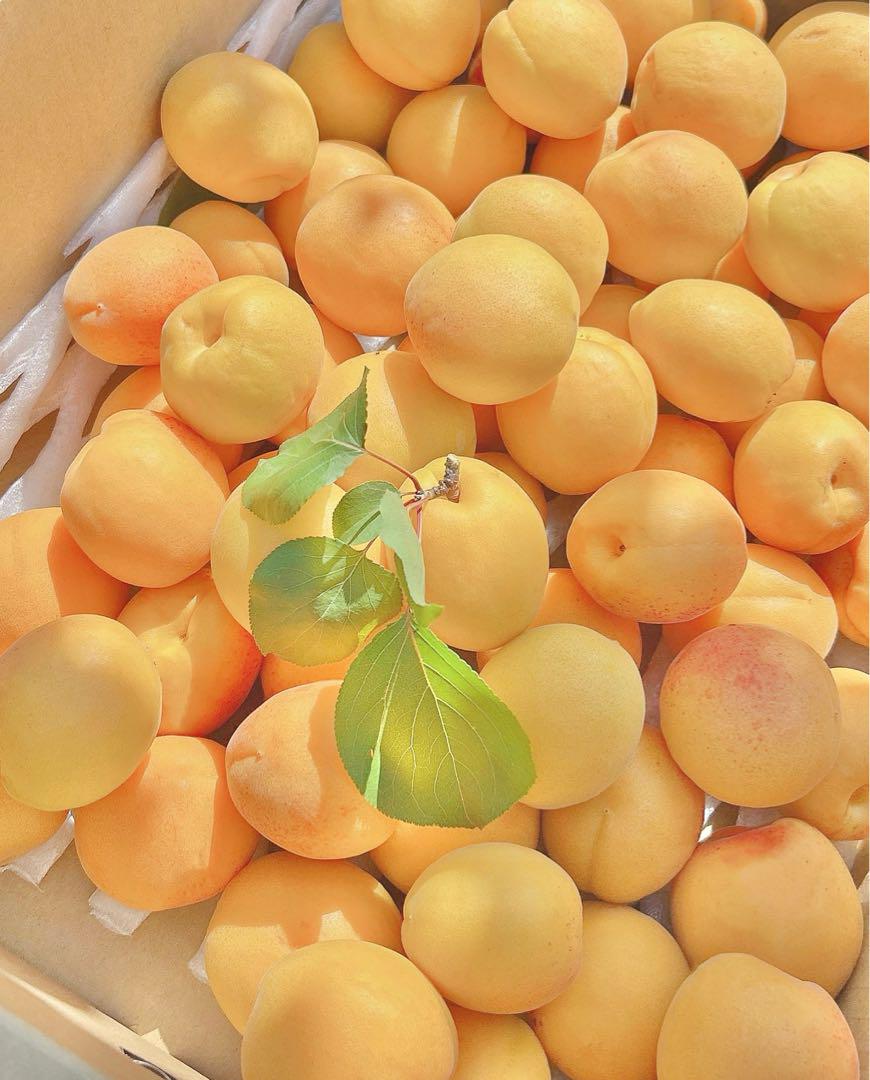 CocoRo♡farm 新鮮な杏（ハーコット）5kg（2kg〜承ります）