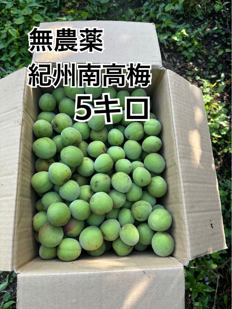 無農薬紀州南高梅5キロ
