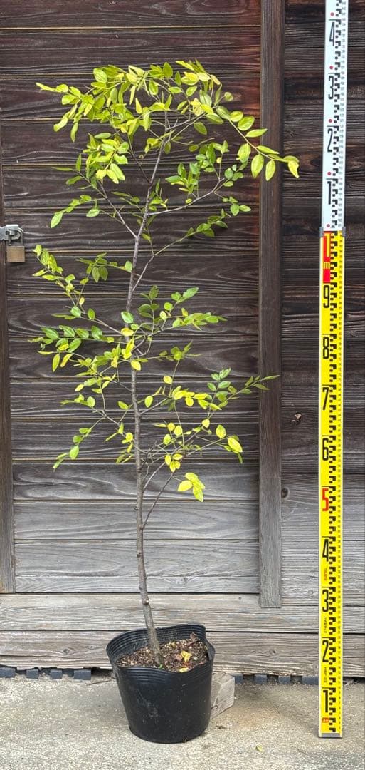 ナツメ 大苗 美容と健康 花粉症の予防 アンチエイジング 美肌効果目立った傷や汚れなし YUZUMIYA_COM