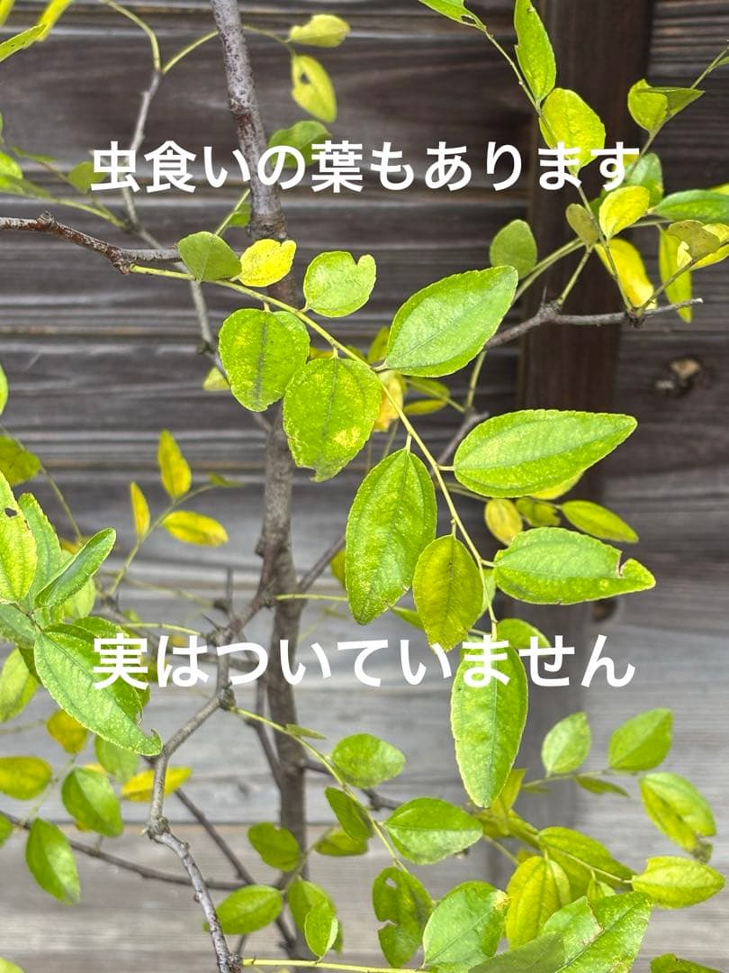 美肌効果目立った傷や汚れなし
