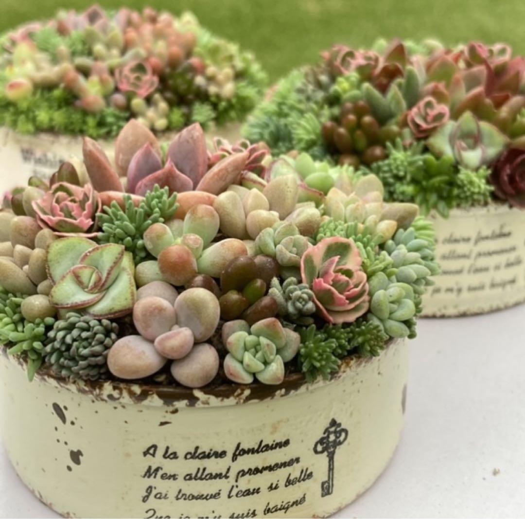 多肉植物 寄せ植え そのまま飾れる ちまちま寄せ オーダー制