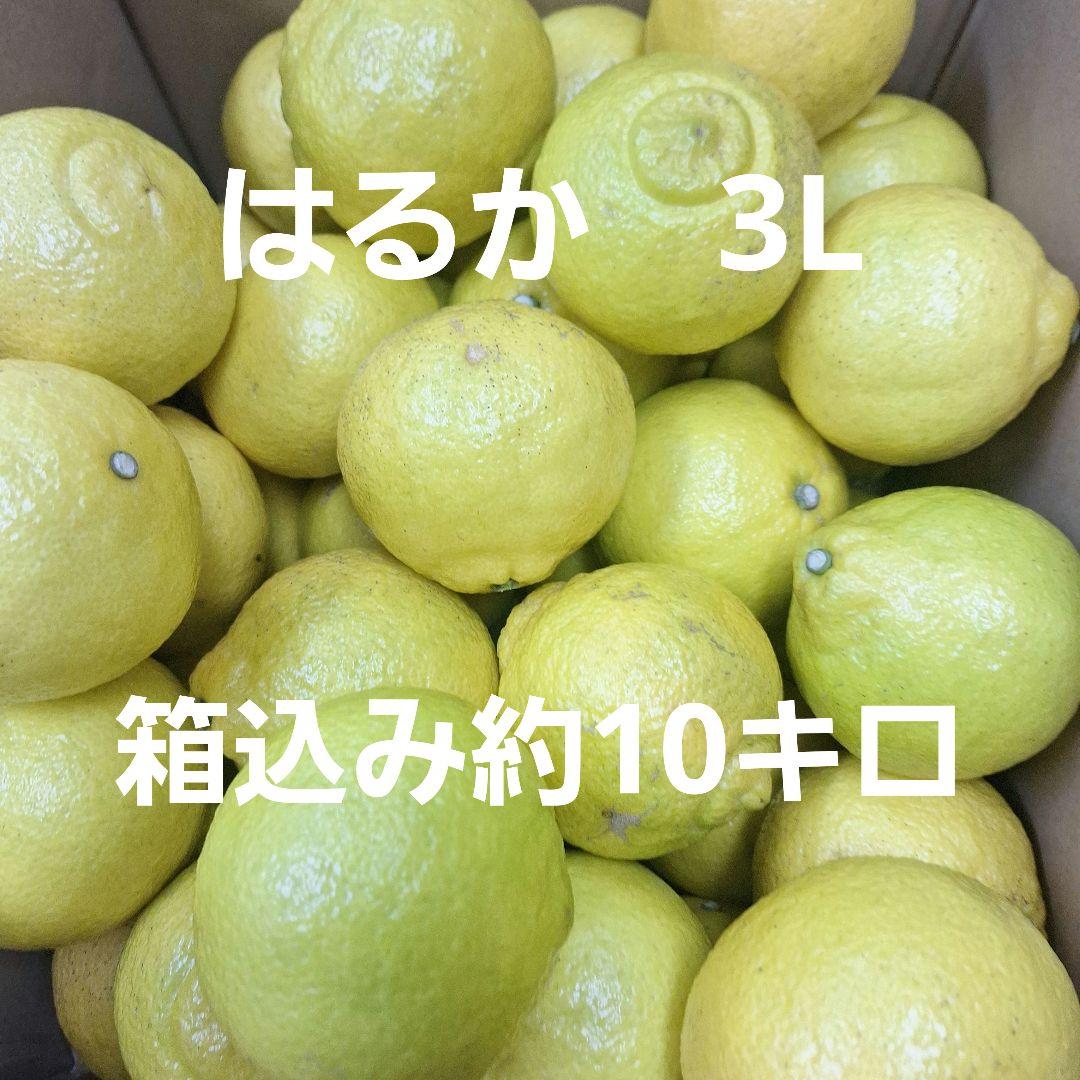 はるか 3L 箱込み約10キロ