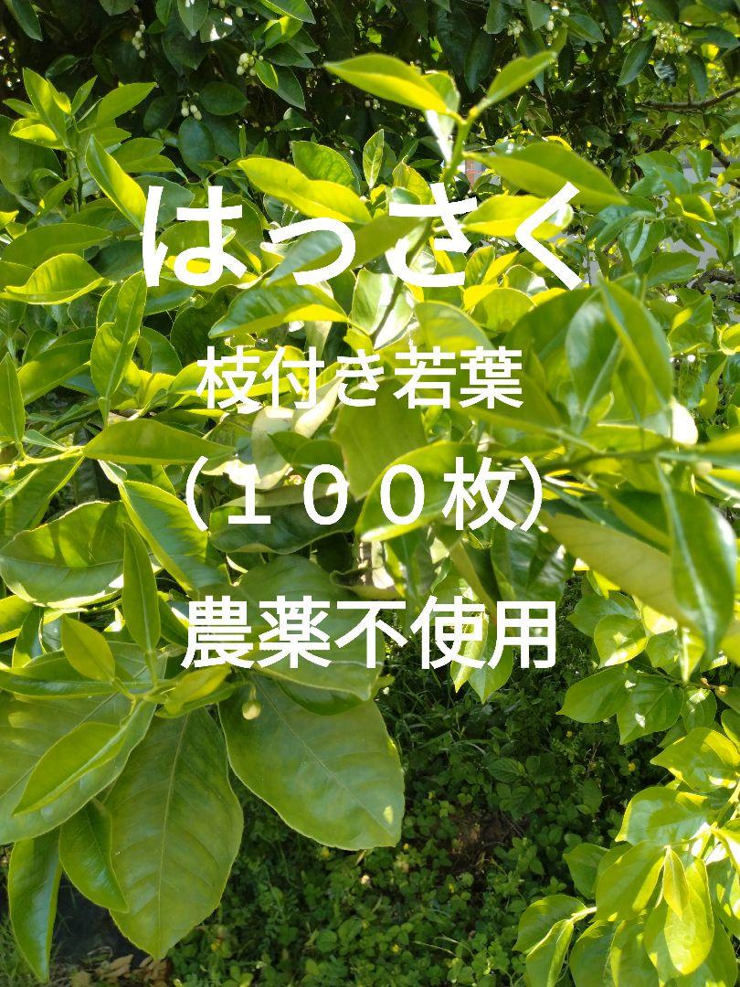 レビュー高評価のおせち贈り物 柑橘類 はっさく枝付き若葉（100枚）農薬不使用 葉 アゲハ 餌 昆虫ゼリー・エサ