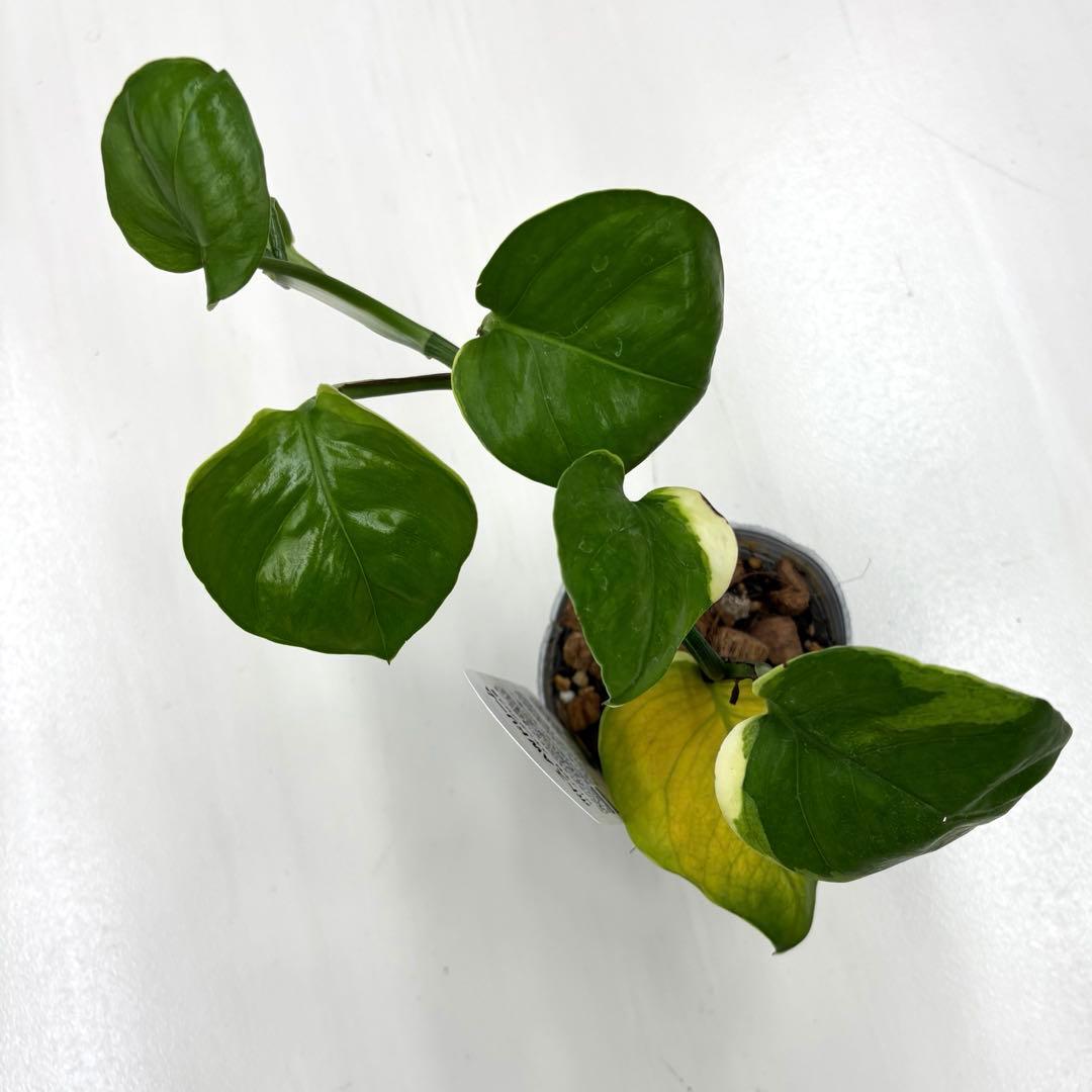 タグ付き 訳アリ目立った傷や汚れなし