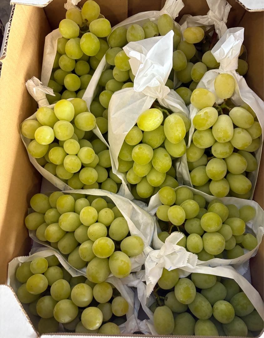 シャインマスカット　5kg