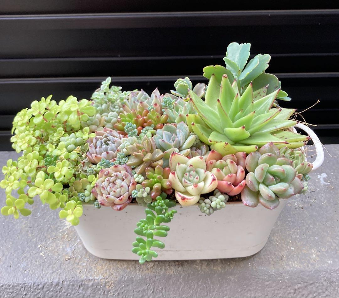 多肉植物 寄せ植え 韓国苗 aa