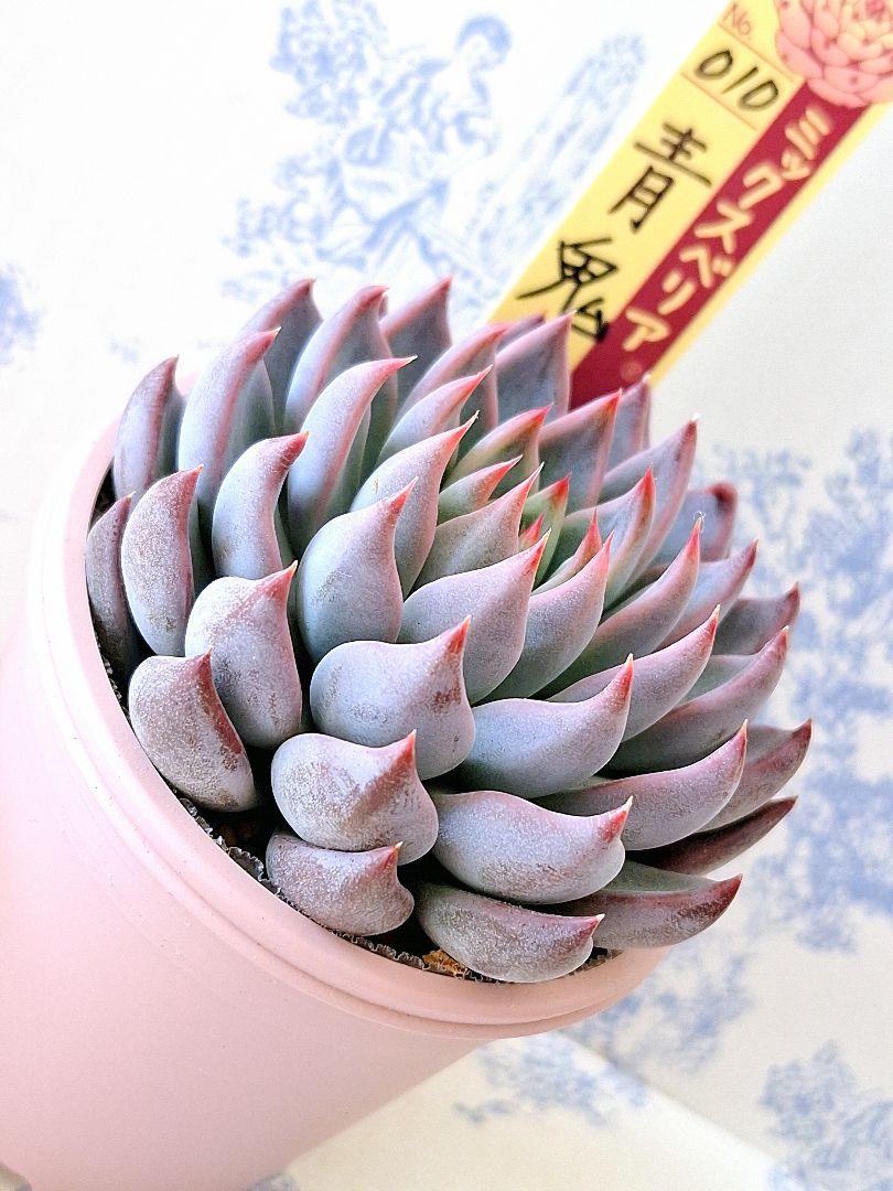 おらいさん苗28個セット ミックスベリア エケベリア 多肉植物