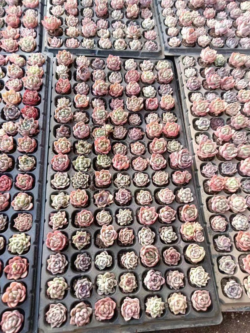 3-2❤新品限定❤ 韓国苗 多肉植物美苗 交配種 ストア 300苗 2-4CM