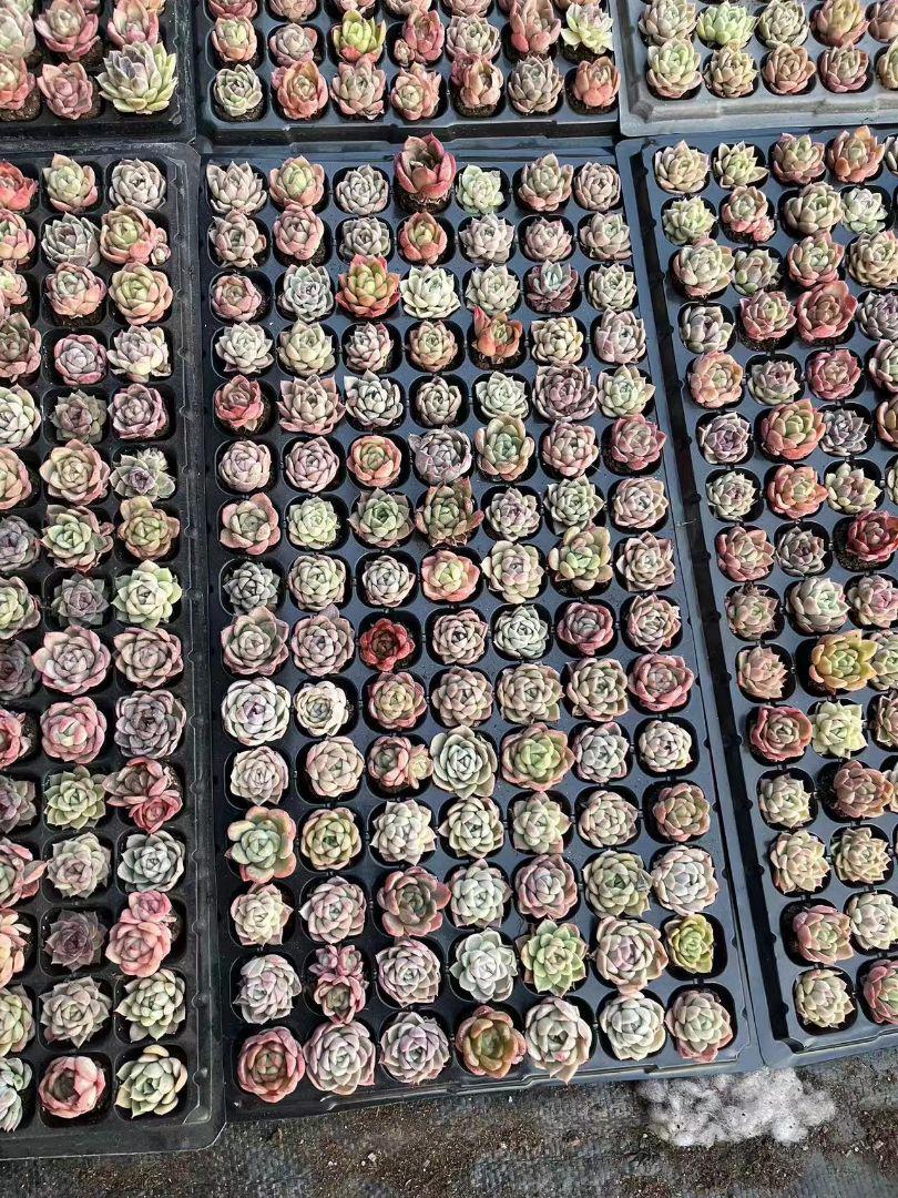 3-2❤新品限定❤ 韓国苗 多肉植物美苗 交配種 ストア 300苗 2-4CM