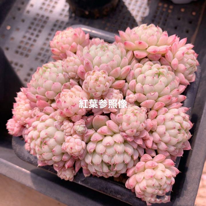 多肉植物　バーターボール　新種　美大群　6