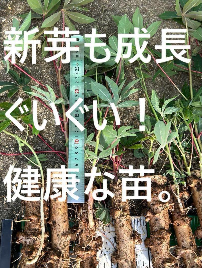 1苗２９６円★５０本、キャッサバ＝芽出し苗◆キャッサバ芋、猛暑平気◆ゴールデン種