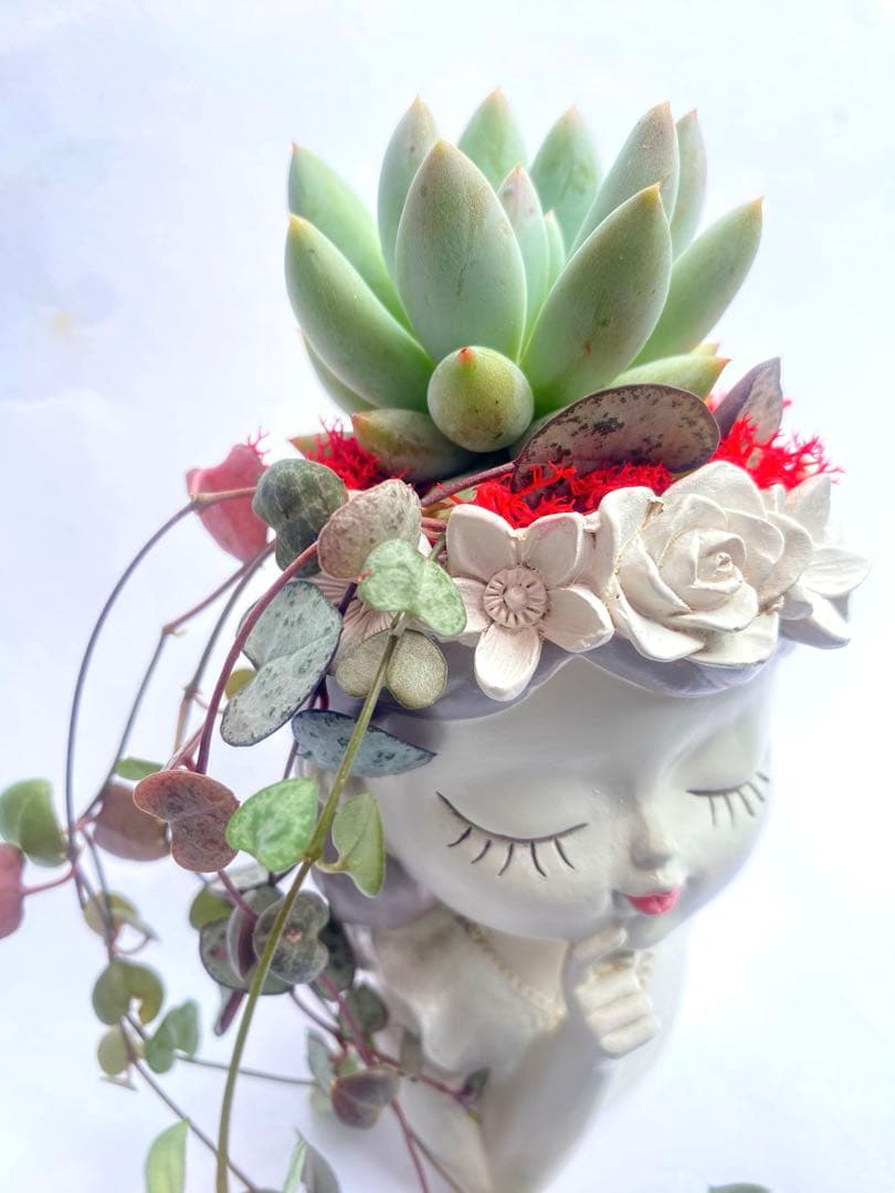 多肉植物✿ハートカズラ - メルカリ