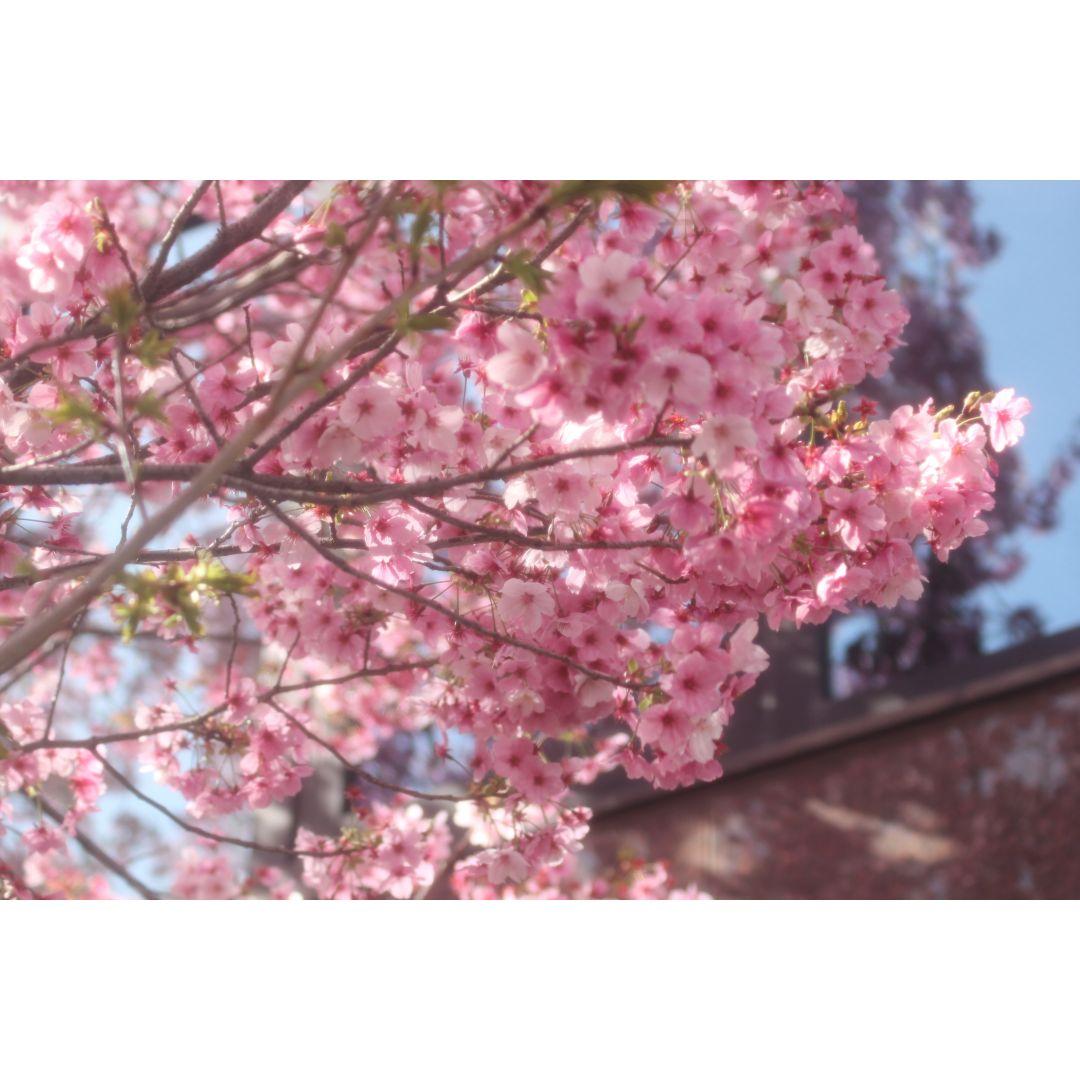 ❤4/1望遠レンズ実写UP❤ キャノン Canon 7D 確かな手応えと描写力