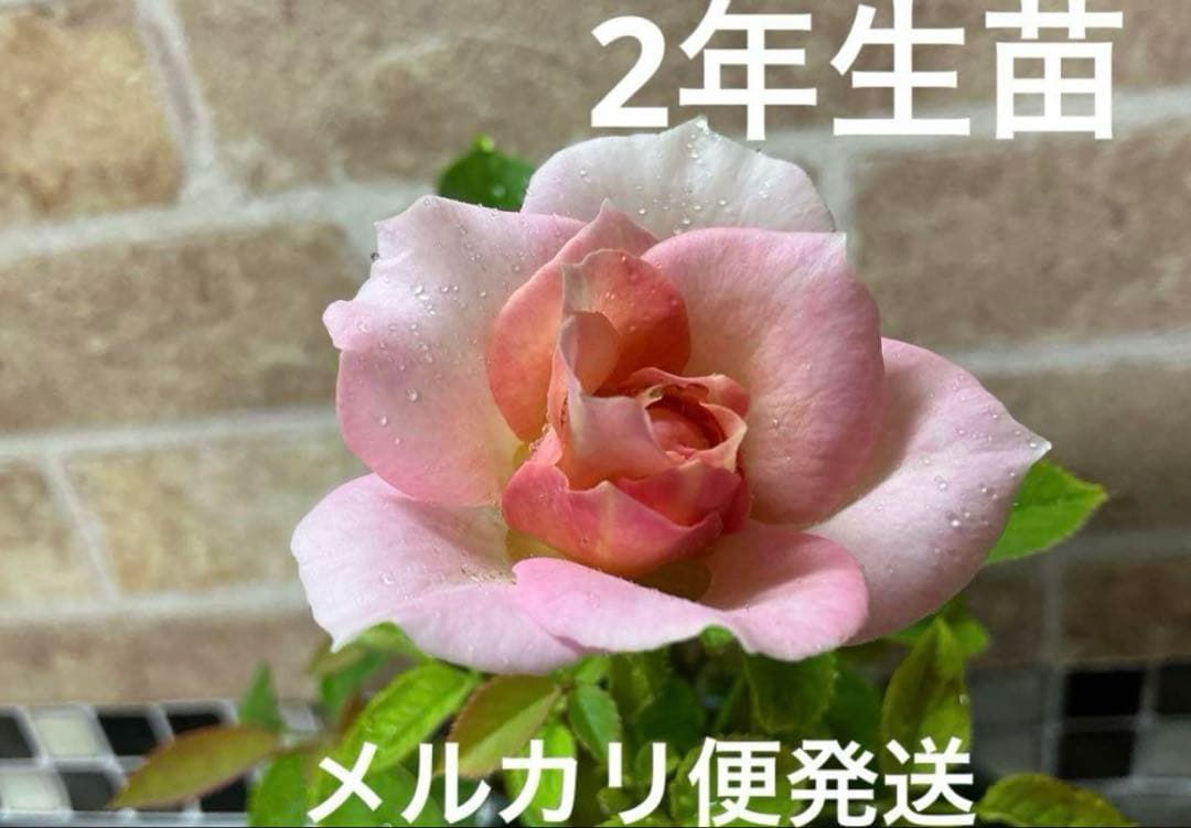 ミニバラ　サモンピンク　2年生苗　メルカリ便発送
