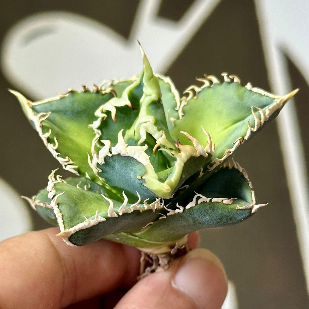 チタノタ 白豪棘