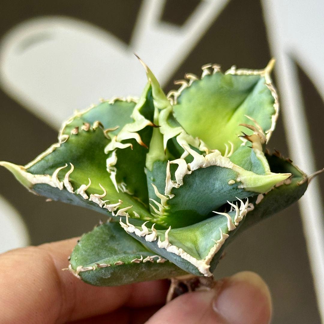 白豪棘 良質子株