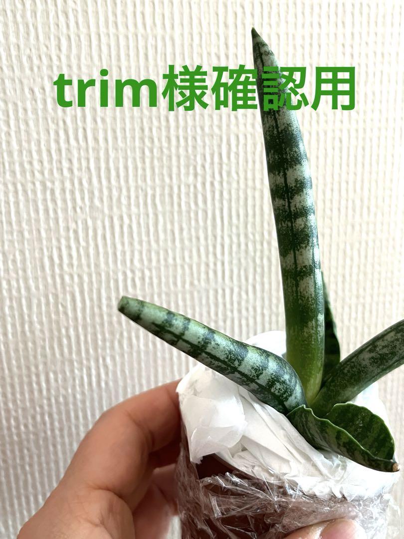 trim様確認用