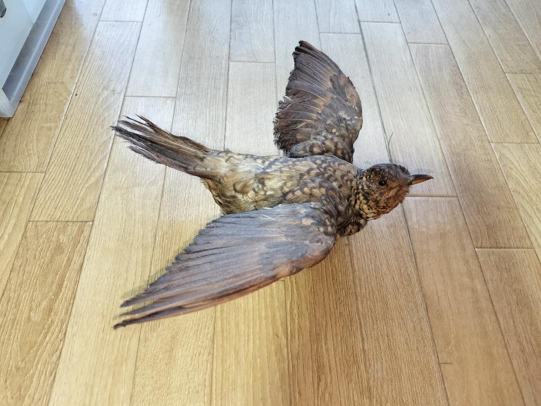 ヨタカの剥製