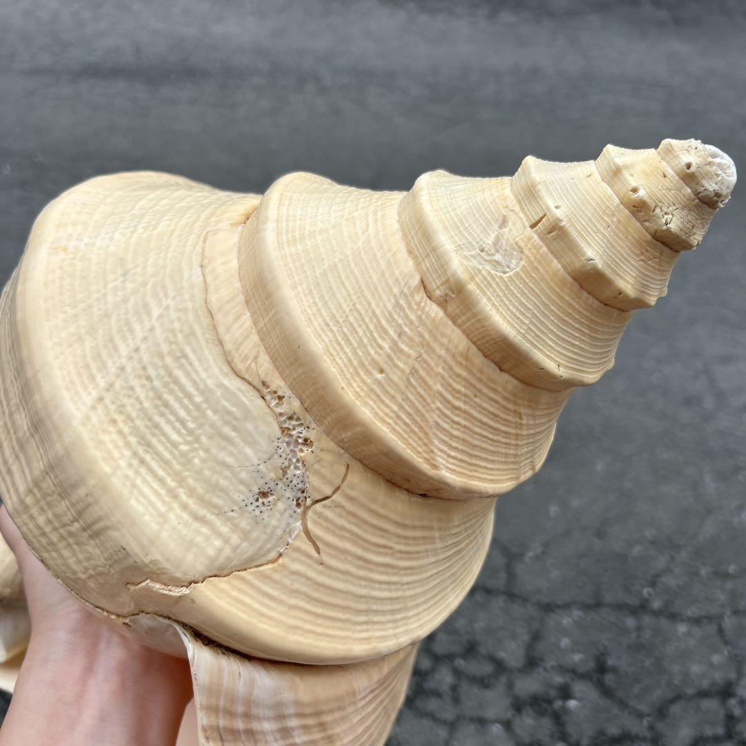アラフラオオニシ貝特大42cm程度標本、巻貝貝殻置物オブジェ アラフラオオニシ貝 - メルカリ