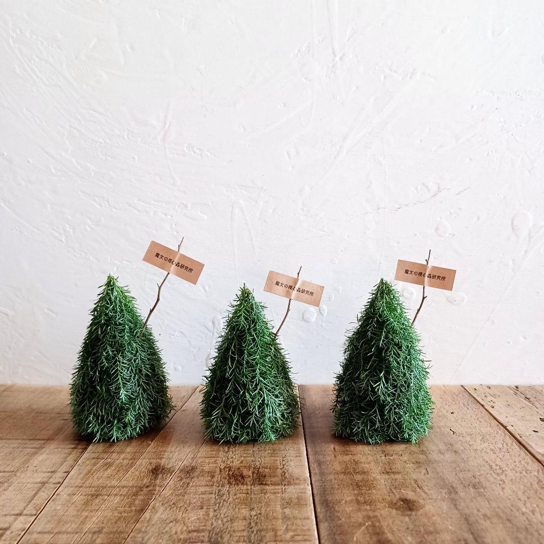 魔女の棲む森研究所 【みっち様 order page】ドライフラワー リース 魔女の棲む森研究所 【みっち様 order page】ドライフラワー リース