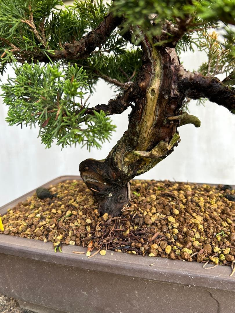 今年春に植替えしたばかりです いかがでしょうか♥に近い