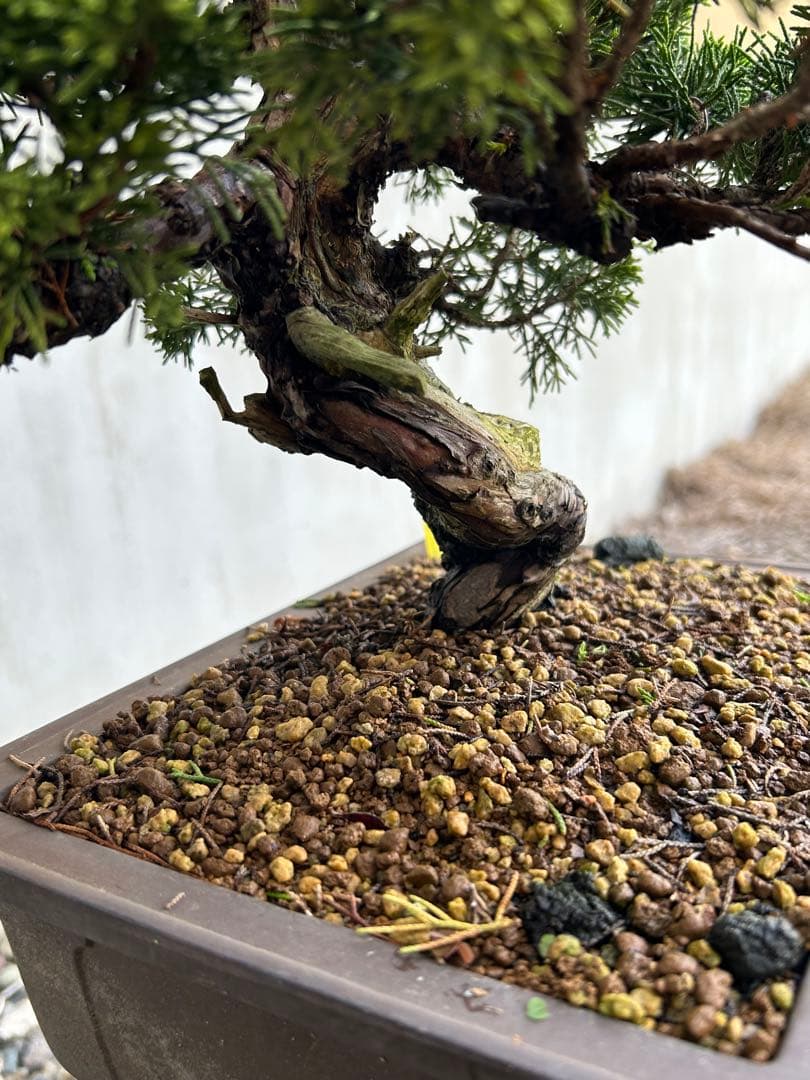 糸魚川真柏 今年春に植替えしたばかりです