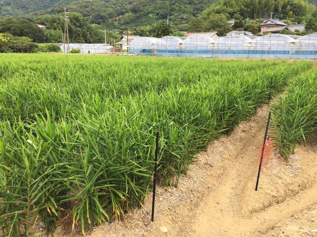 NAGAH 高知県産 生姜 しょうが B品20kg