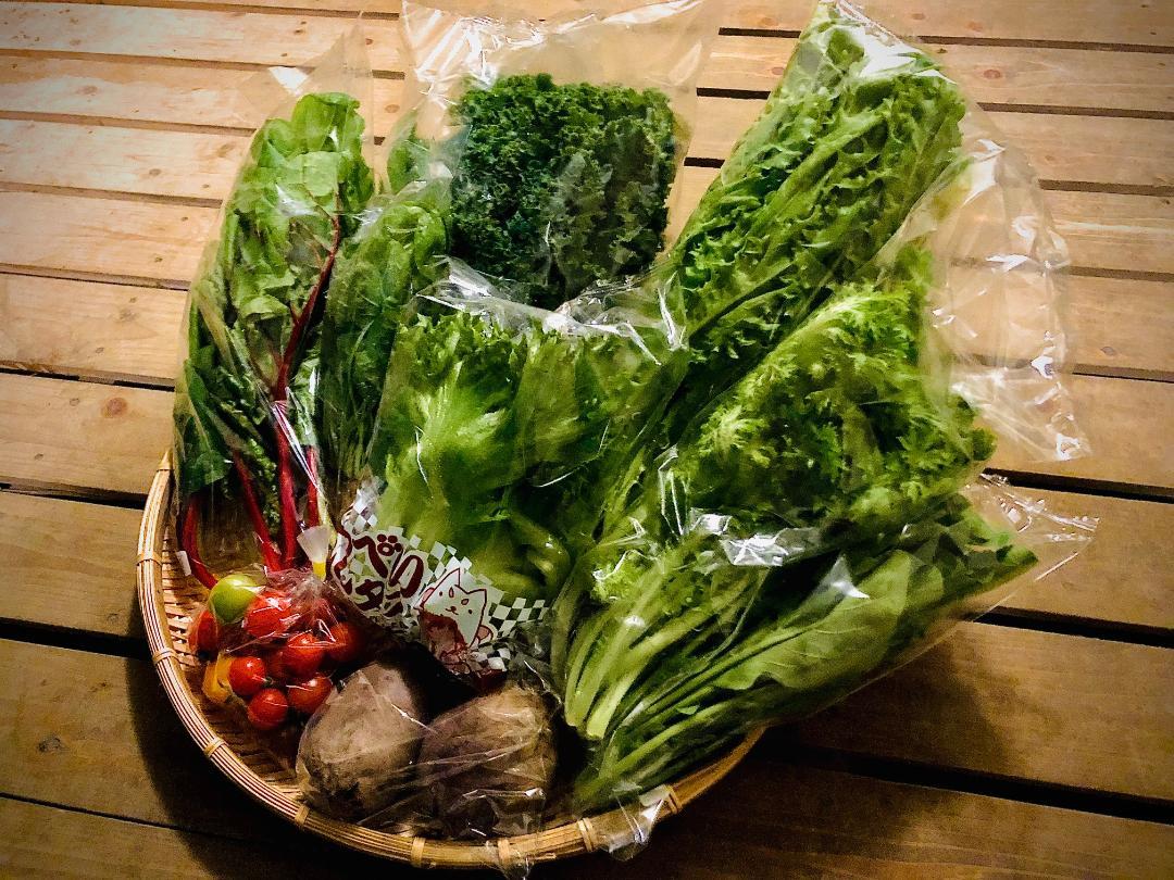 多彩な食味のサラダボウルが作れる詰め合わせセット【新鮮サラダ野菜13品目】