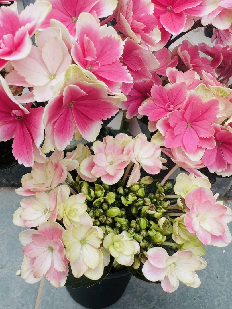 紫陽花 凛 アジサイ ピンク（4.5号鉢）おまけ付き 加茂