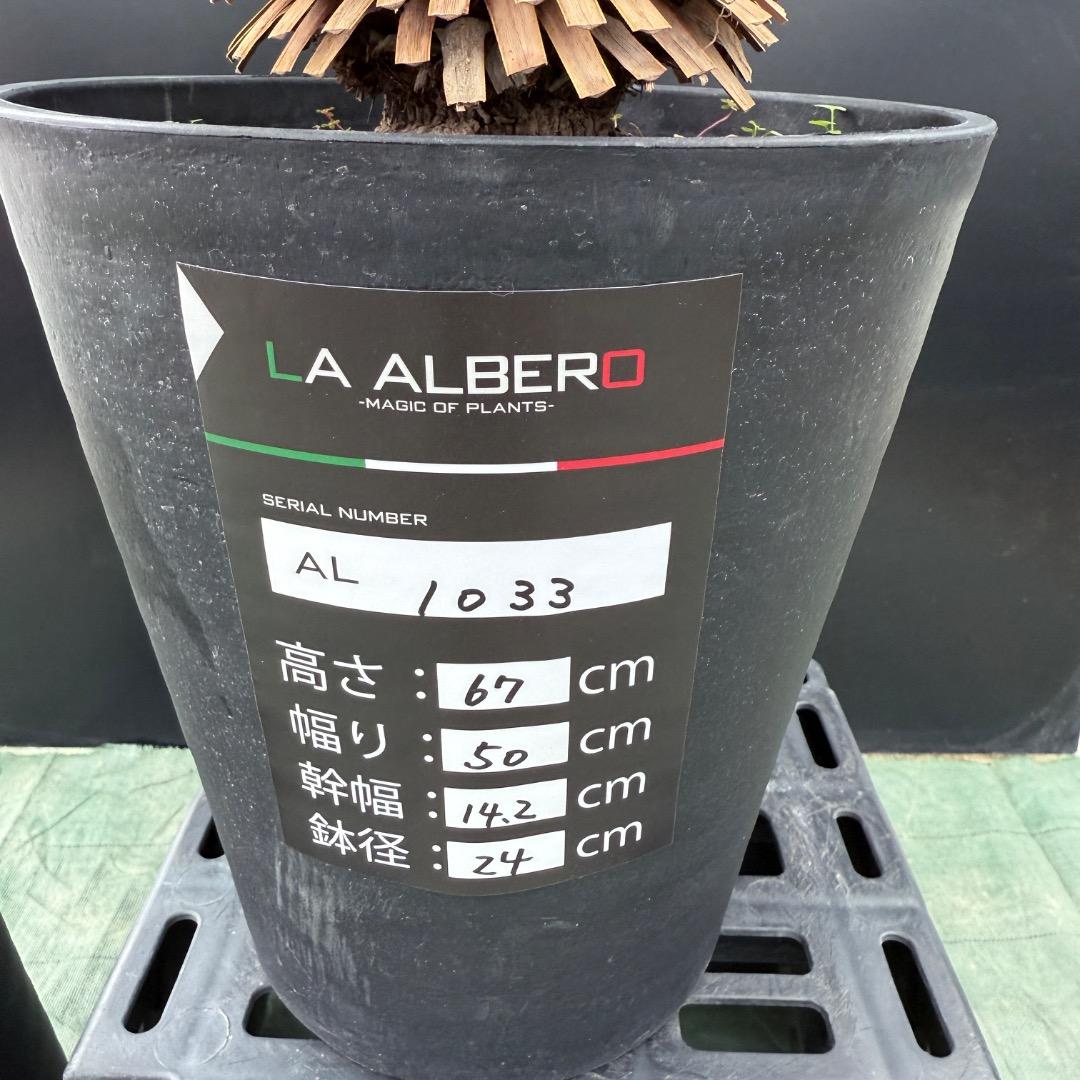 ユッカ ロストラータやや傷や汚れあり