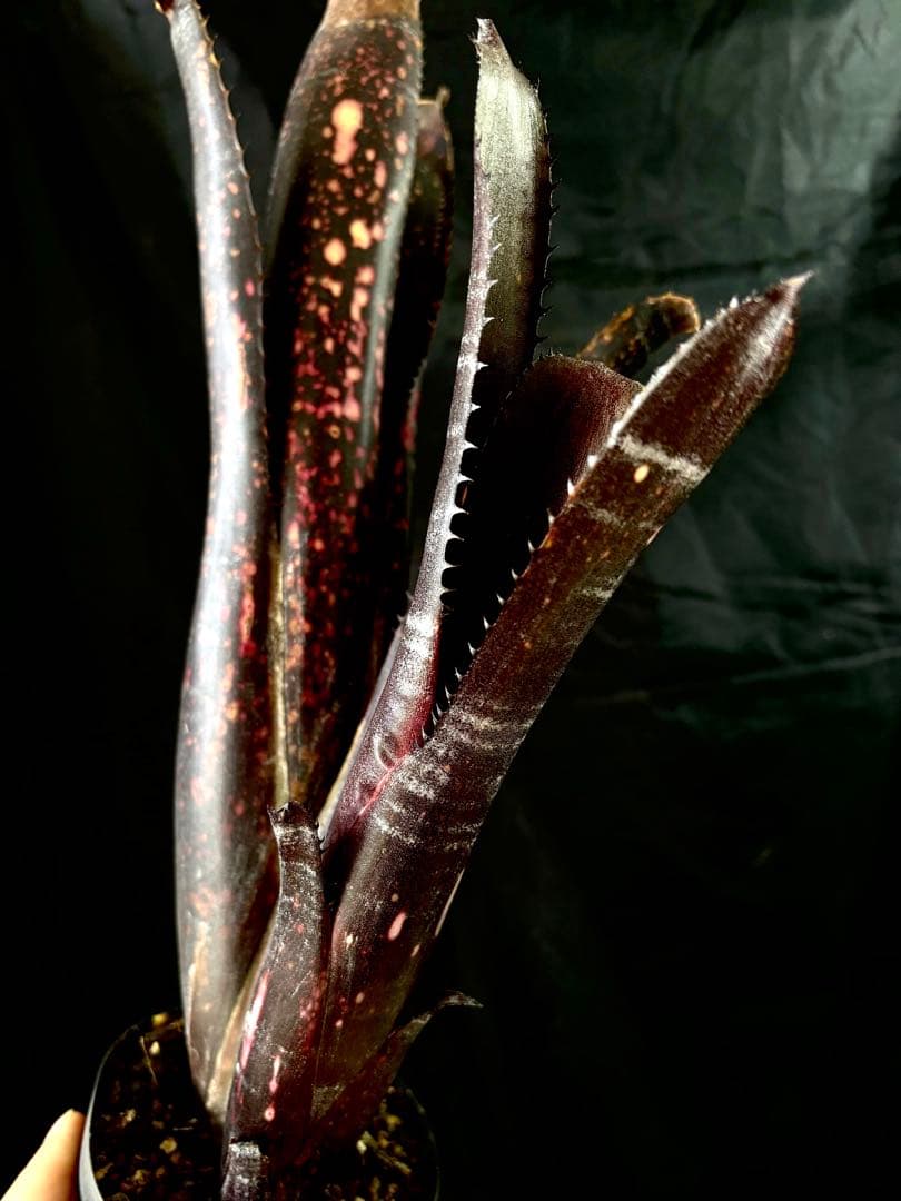 (オリジナルクローン)Billbergia Obi-Wan(子株)