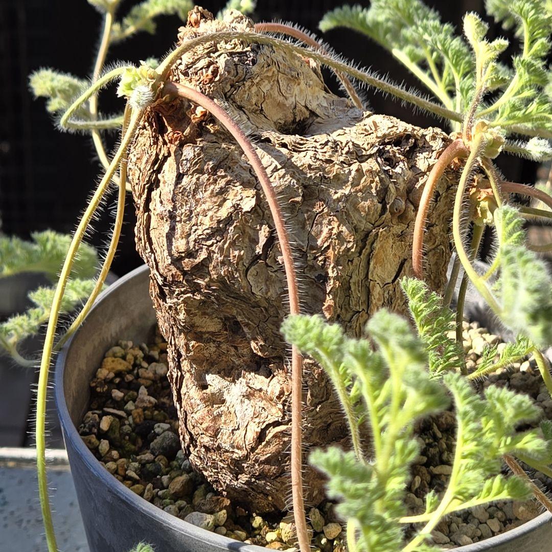 Pelargonium triste