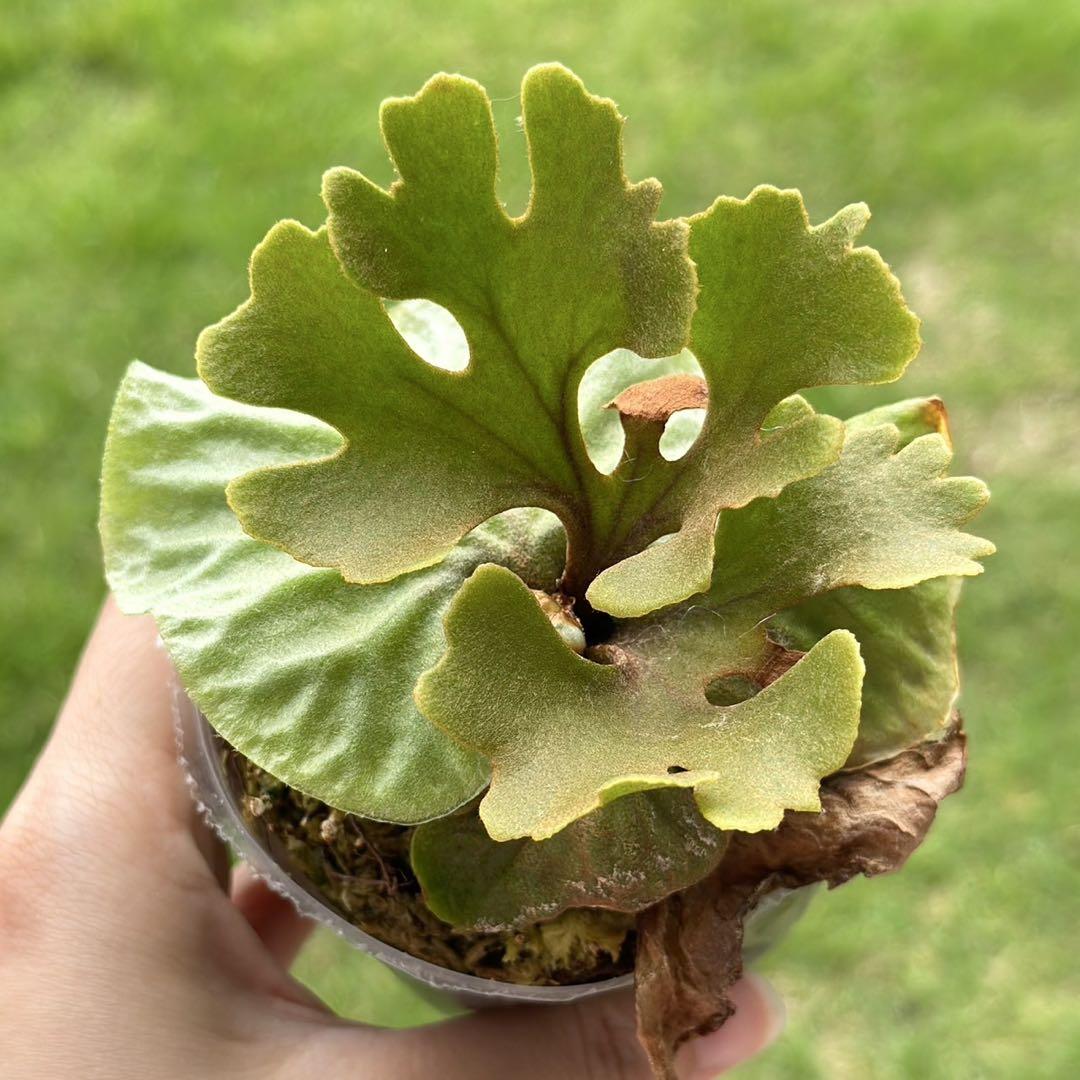 mmo様メルカリ便！P.ridleyi dwarf silver 429 - メルカリ